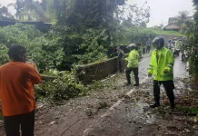 Polsek Ubud Tangani Pohon Tumbang, Lalin Sempat Tersendat